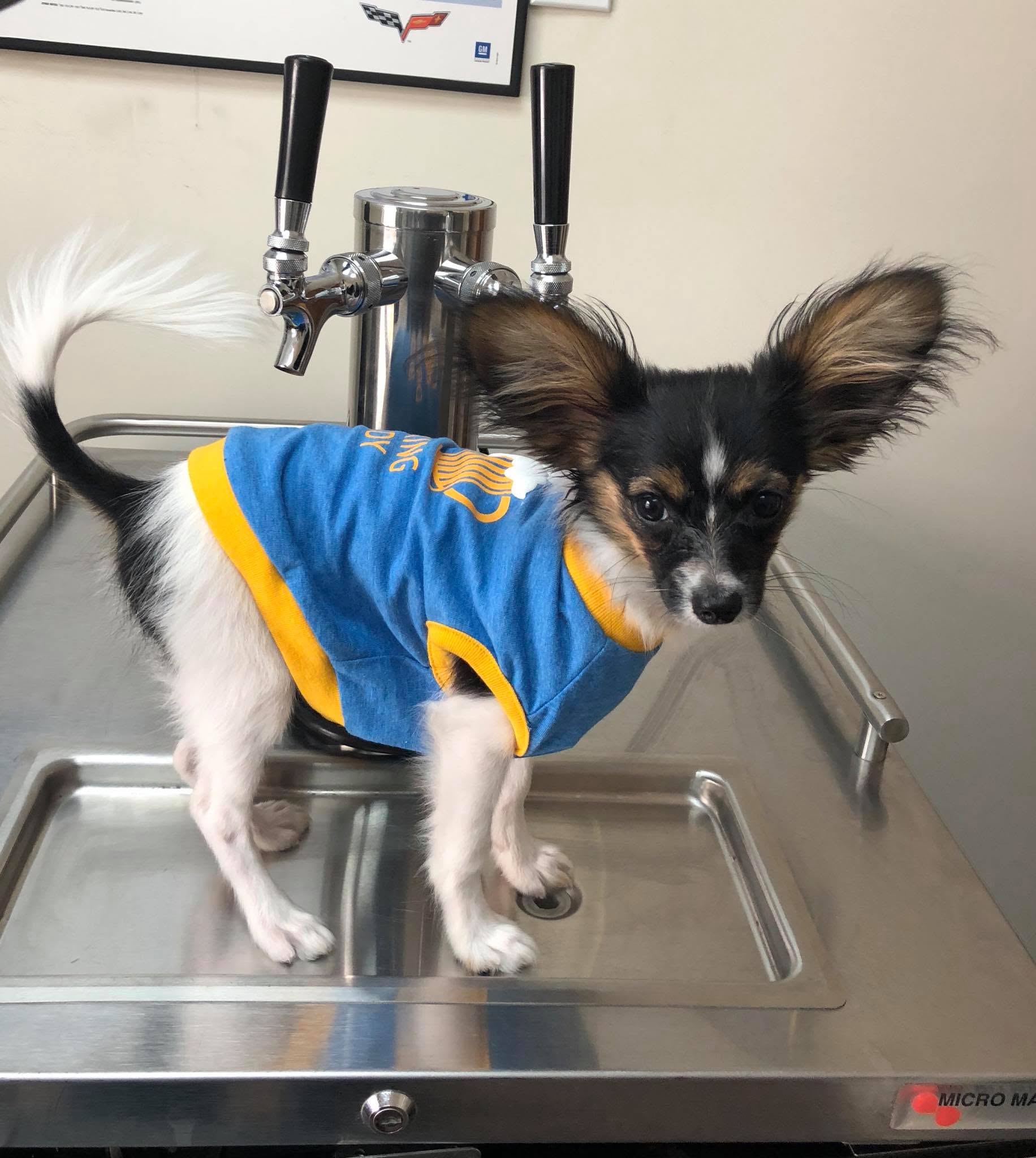 Chimmy the shop dog standing on a kegerator